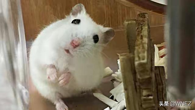 会说话的长颈鹿 会说话的长颈鹿安卓下载-第1张图片-Game优搜