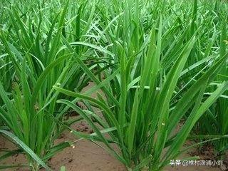 韭菜种植最简单方法，室内韭菜种植最简单方法