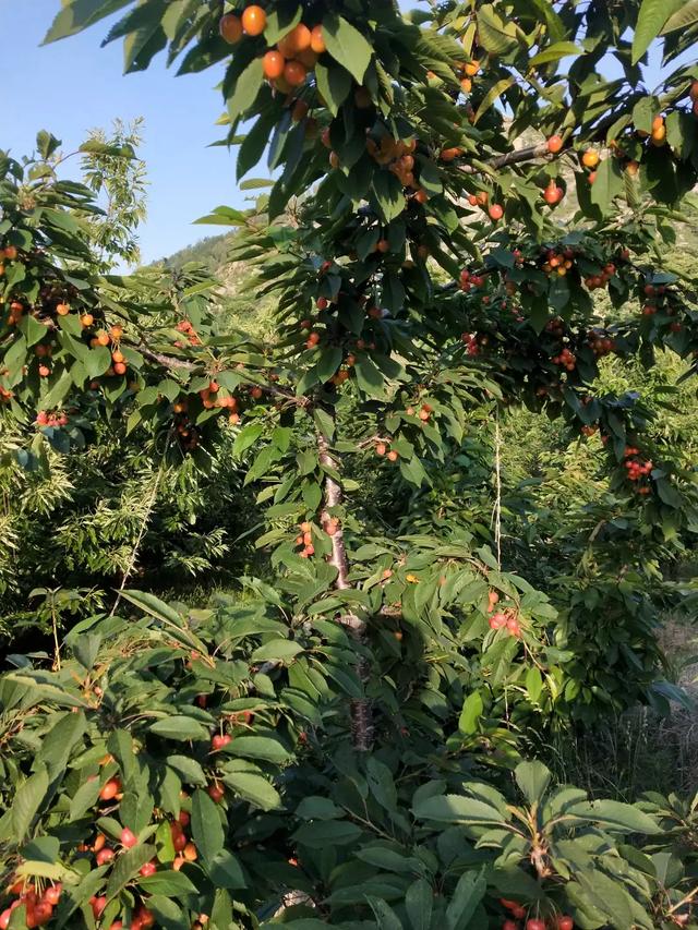 果园中可以种植的灌木,果园中可以种植的灌木有哪些