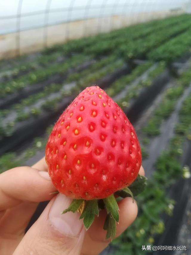 摘草莓的季节?摘草莓的季节是几月份!