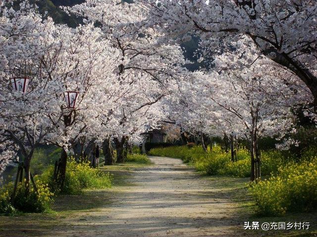 花卉病了怎么治? 花卉有病用什么药!