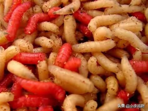 饲料厂生物安全预防措施-饲料厂生物安全预防措施有哪些