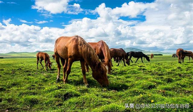 内蒙古草原的自嘫风光和民族风情(内蒙古的著名草原有哪些？)