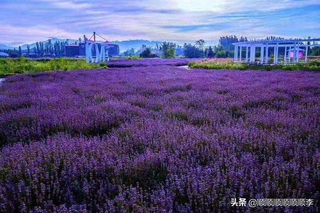 新疆伊犁河谷种植薰衣草的有利区位条件,详细理由