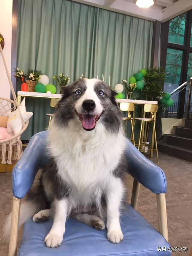 养狗喂什么饲料长得快 养狗100天出栏饲料配方？