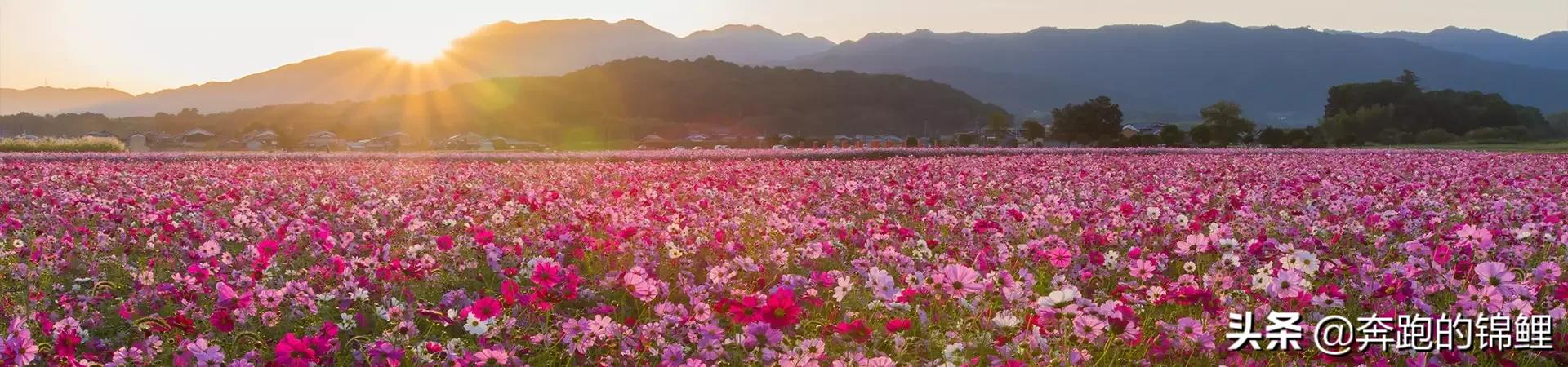 剪股颖草坪优缺点（剪股颖草坪优缺点百度）