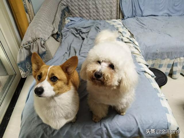 怎样才能让妈妈同意我养狗狗呢,第4张