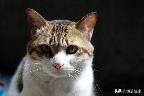 小猫拉软便怎么办,第1张