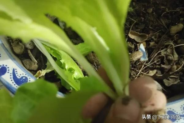 菜苗种植方法，菜苗种植方法教程