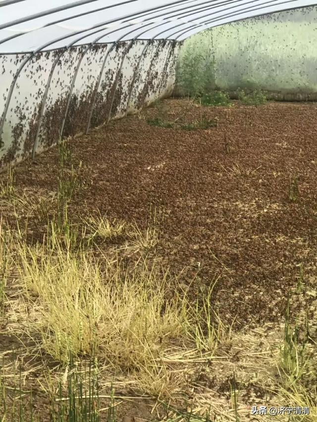 野生石蛙有没有寄生虫_野生石蛙有没有寄生虫呢
