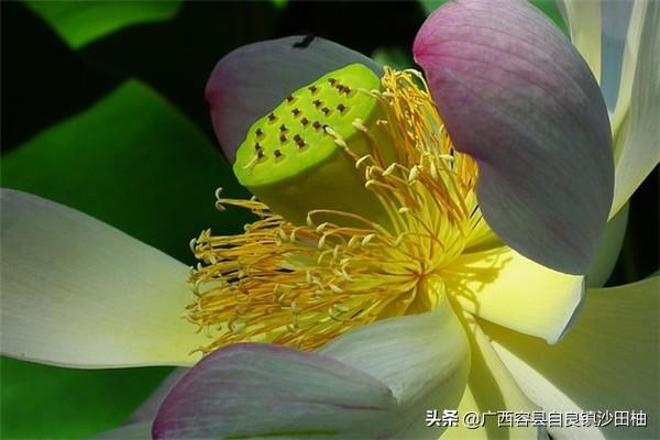 保鲜花?保鲜花椒的制作方法视频!