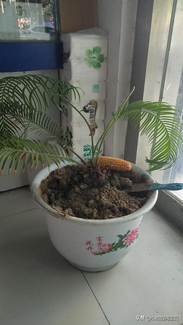 平安金钻大约平均多少钱 家里养些什么花草比较好呢？