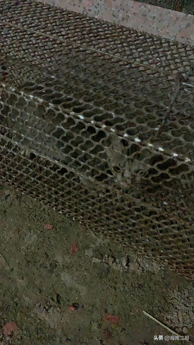 怎样巧妙的抓住猫呢,第1张