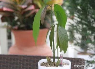 芒果种子盆栽种植方法，芒果种子盆栽种植方法视频教程