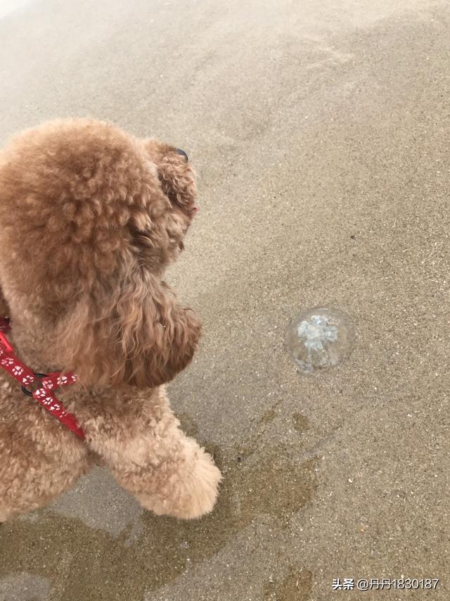 有什么比较安静的小型犬，我家住2楼，不太喜欢叫的那种