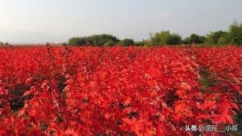 美国红枫种子种植方法，美国红枫种子种植方法盆栽