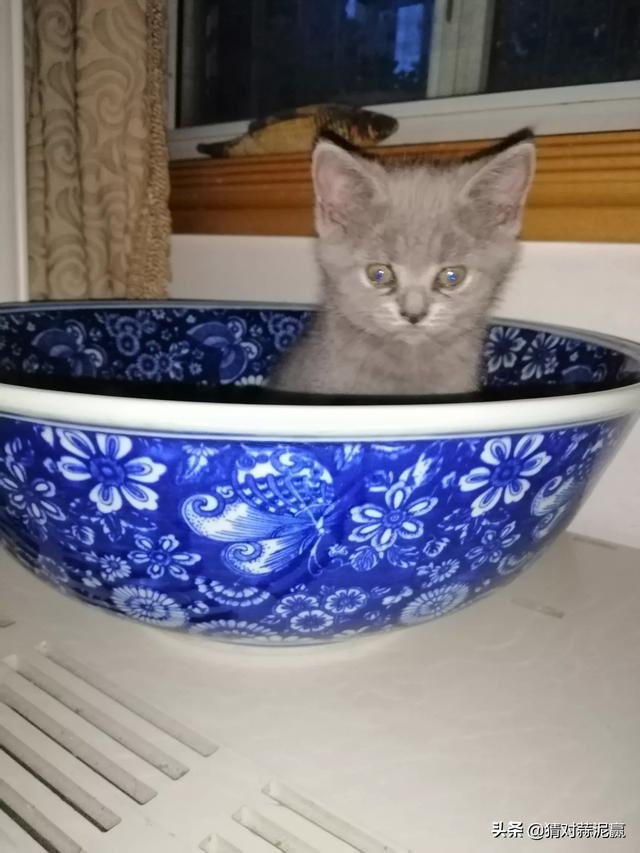 普及知识：如何让猫咪记住自己的名字,第4张