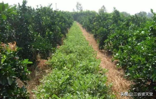 幼龄果园种植冬油菜好吗,幼龄果园种植冬油菜好吗视频