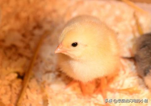 农村养殖什么不愁销路 农村养殖什么不愁销路6个养殖项目？