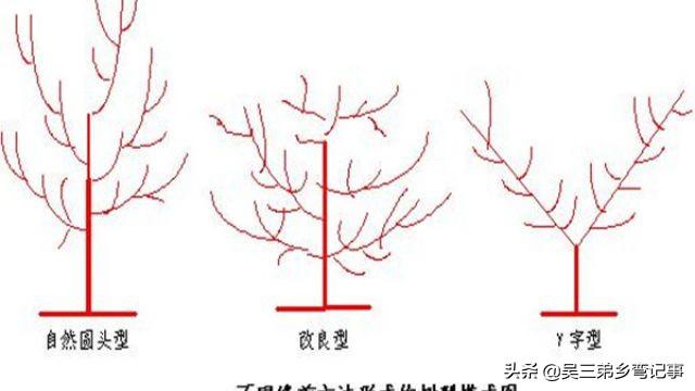 杏树修剪 （杏树修剪时间和方法）