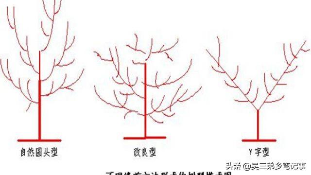 绿化养护树木修剪计划怎么写