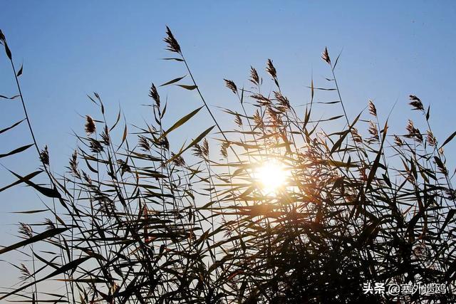 剪影效果剪影效果的照片怎么拍
