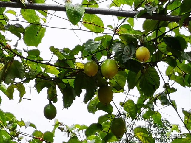 芭乐种植出售信息，芭乐种植出售信息最新