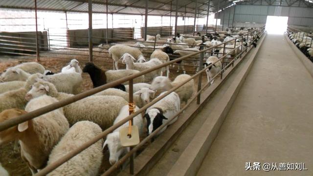 对于年出栏1万只的羊养殖厂，存栏多少只羊合理？一个养殖场一年出栏多少头羊？