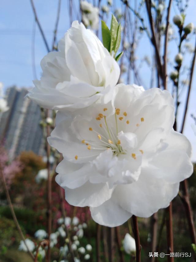 小庭院景观设计设计说明小庭院景观设计设计说明怎么写