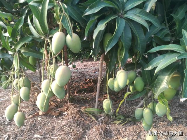 云南丽江市古城区农事体验山庄哪家口碑最好,丽江古城区农家乐