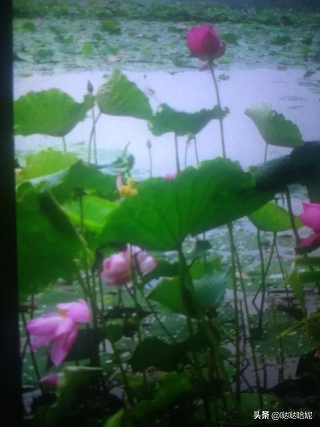 阳台种植怎么换土,阳台种植怎么换土最好