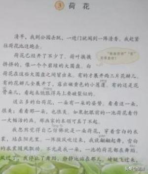 挨挨挤挤的意思是什么_挨挨挤挤的意思是什么《 荷花》
