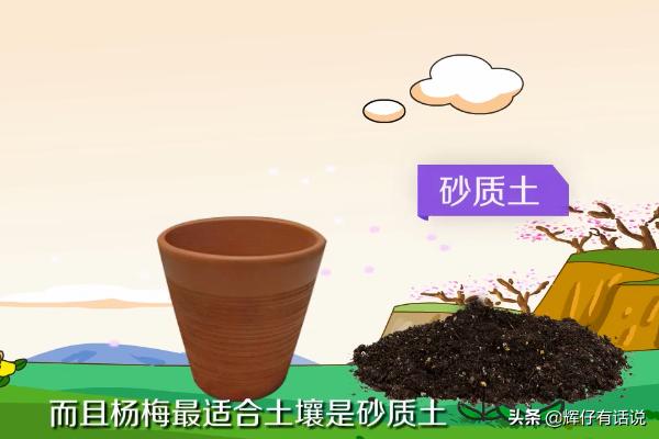 杨梅怎么种植方法，杨梅怎么种植方法视频