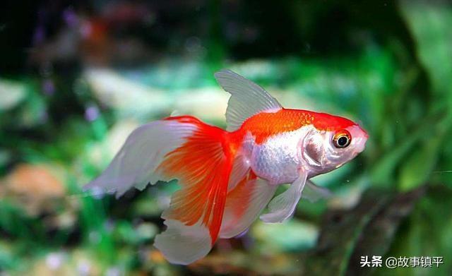 镇平是河南哪个市的城市