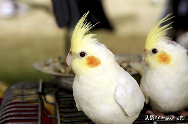 鸡饲料中的营养物质-鸡饲料中的营养物质一定比草中的少吗?