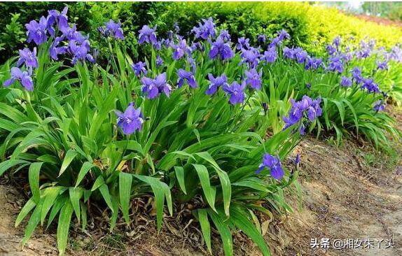 鸢尾 （鸢尾黄素）