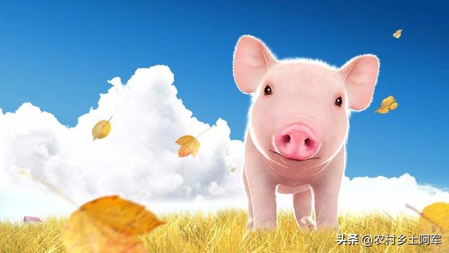 过期饲料养猪会发生什么情况？