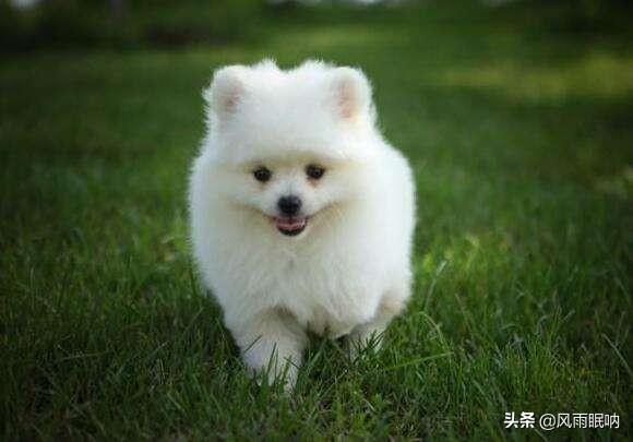 如何挑选纯种博美犬,第1张