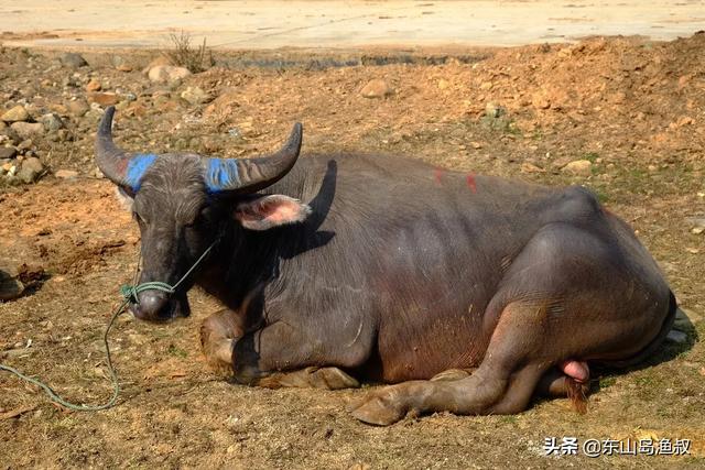 南方农村养殖什么好-南方农村养殖什么好销路好