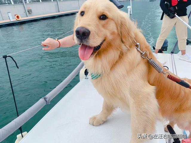 宠物狗可以带出去旅游么,第6张