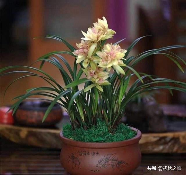室内养兰花如何搭配土壤(图2)