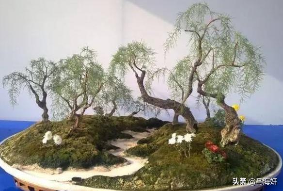 [多枝柽柳]多枝柽柳（红柳）的基本特性是什么？