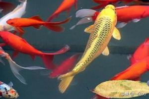 錦鯉魚常見病?錦鯉魚常見病圖片大全!