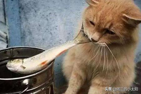 猫咪爱吃鱼?猫咪爱吃鱼吗!