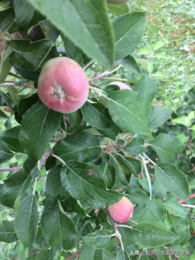 苗木种植土球直径怎么计算 施肥量