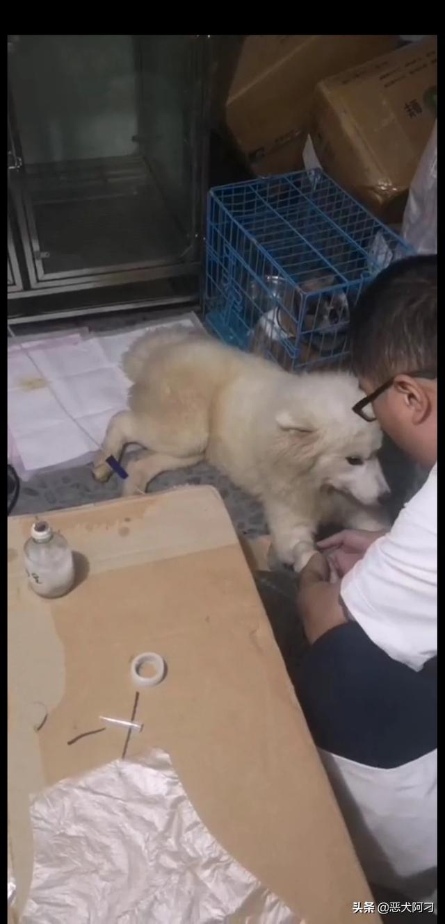 寵物生病?寵物生病去獸醫站還是去寵物醫院!