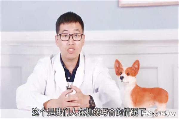 笑臉狗?笑臉狗狗圖片!