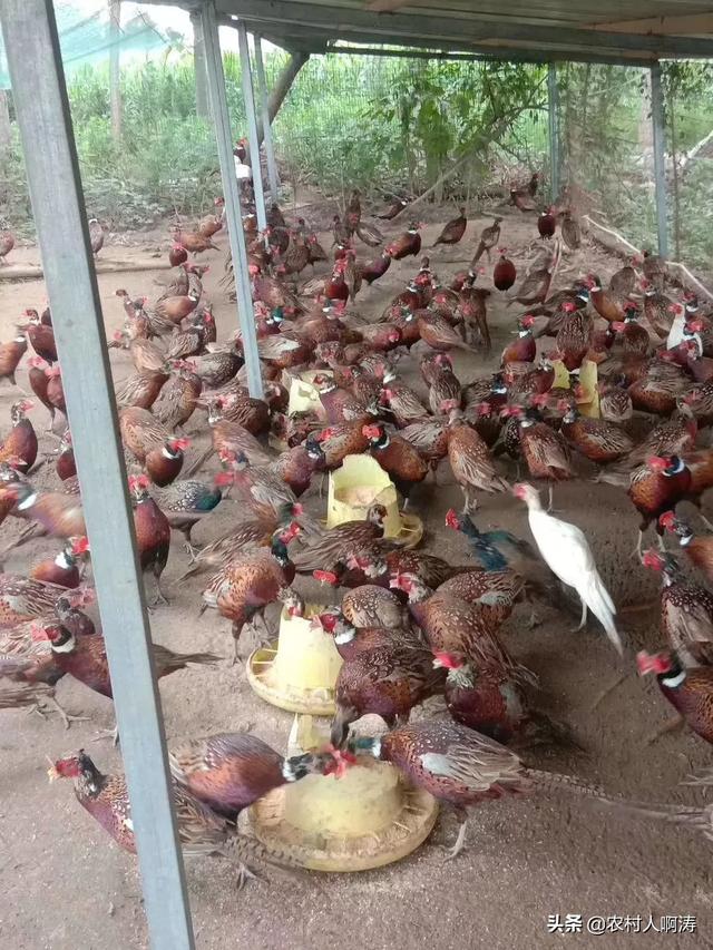 河南合作养殖怎么样