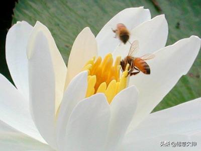 植物花卉品种大全图片名称