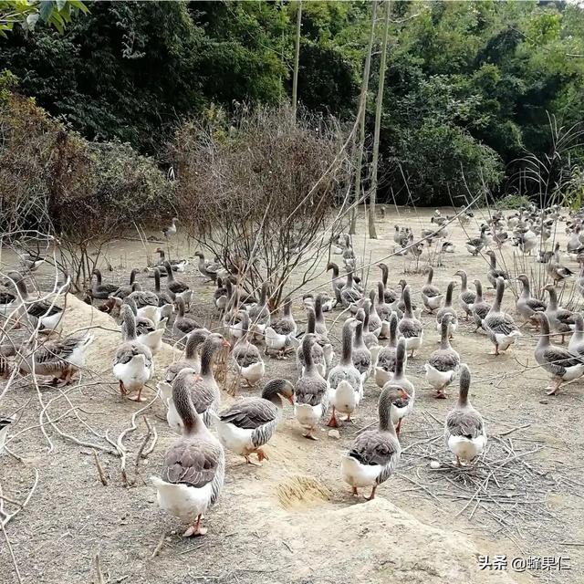 养鹅冬天喂什么饲料